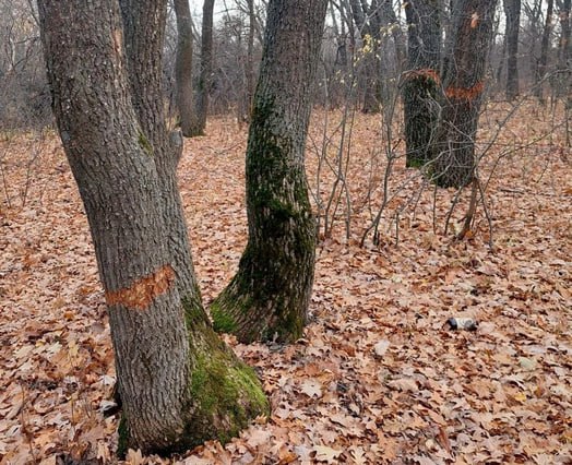 «Это не бобры»: в Калининске неизвестные объявили охоту на дубы